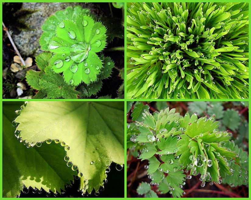 Beautiful drops: 12 examples of gulali Beautiful drops: 12 examples of gulali