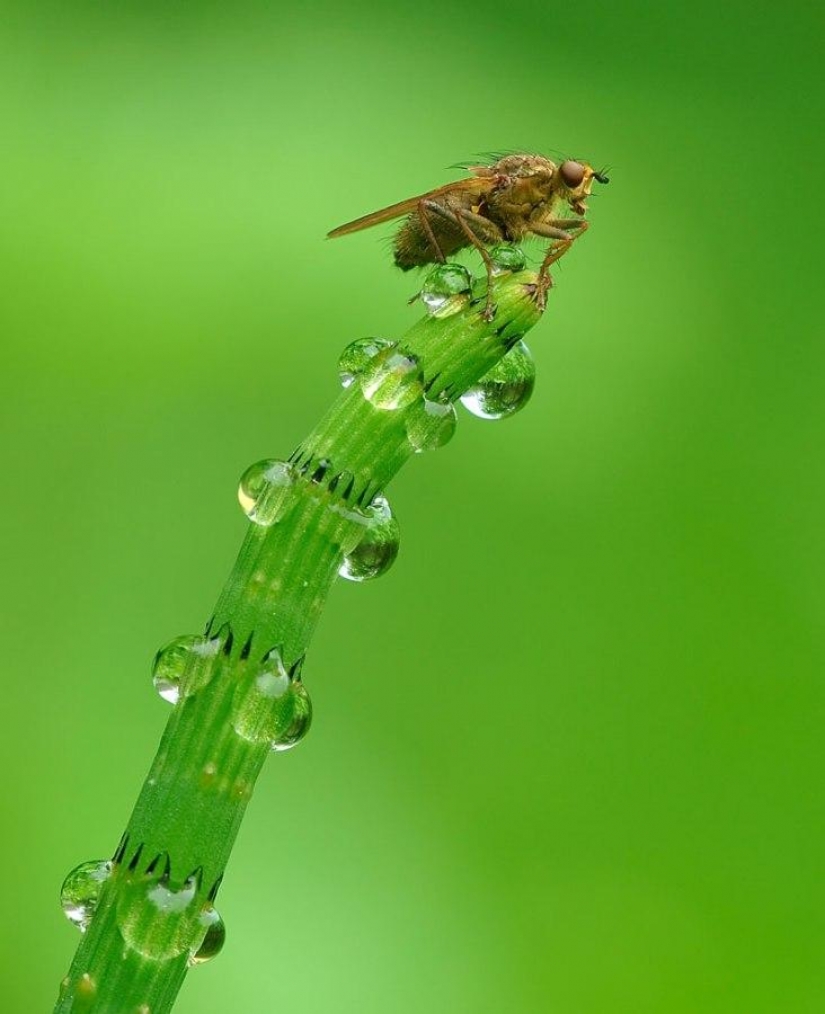 Beautiful drops: 12 examples of gulali Beautiful drops: 12 examples of gulali