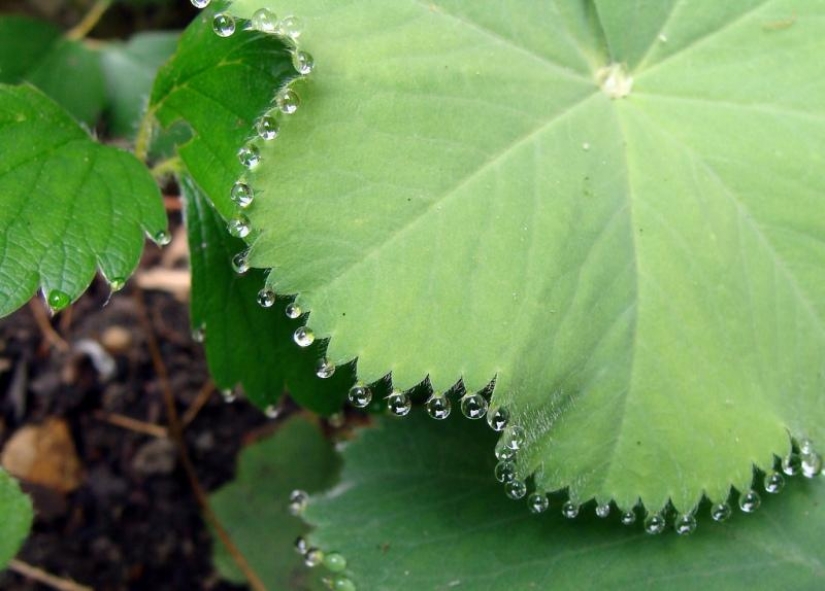 Beautiful drops: 12 examples of gulali Beautiful drops: 12 examples of gulali