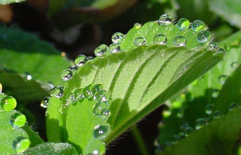 Beautiful drops: 12 examples of gulali Beautiful drops: 12 examples of gulali