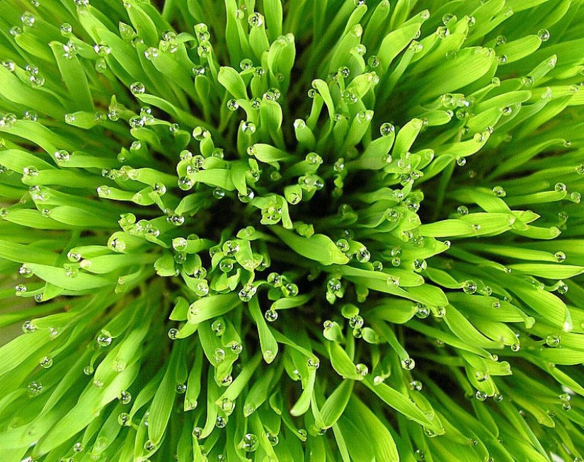 Beautiful drops: 12 examples of gulali Beautiful drops: 12 examples of gulali