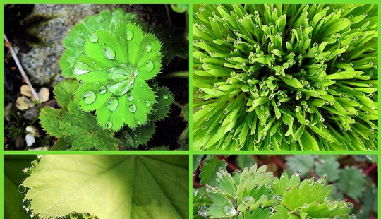 Beautiful drops: 12 examples of gulali