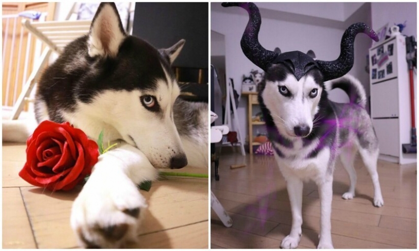 Beautiful husky that will steal your heart and won't return back Beautiful husky that will steal your heart and won't return back