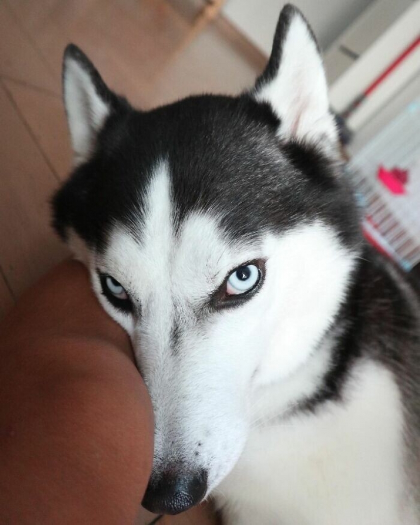 Beautiful husky that will steal your heart and won't return back Beautiful husky that will steal your heart and won't return back