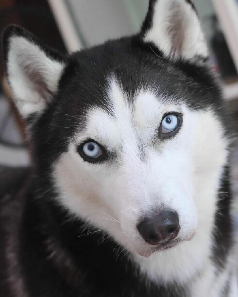 Beautiful husky that will steal your heart and won't return back Beautiful husky that will steal your heart and won't return back