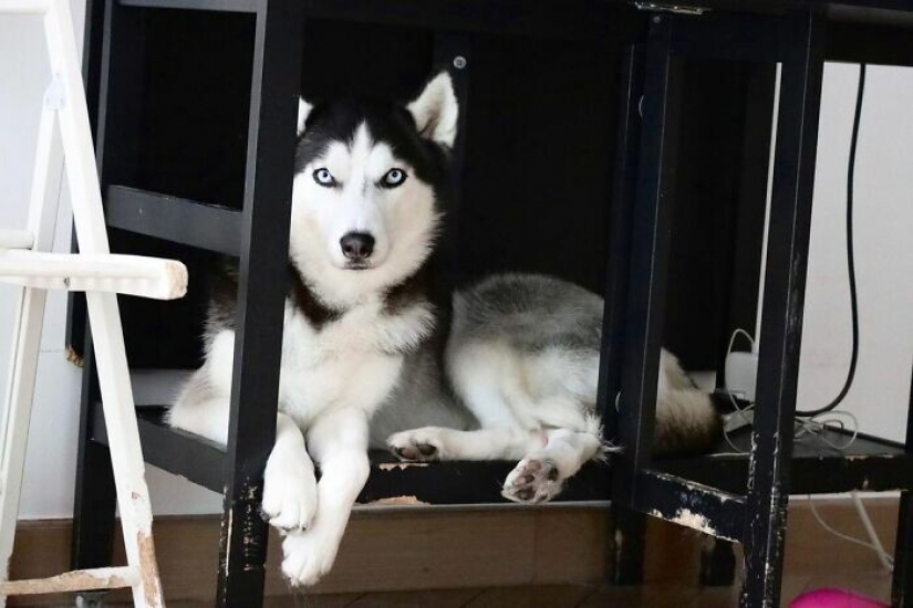 Beautiful husky that will steal your heart and won't return back Beautiful husky that will steal your heart and won't return back