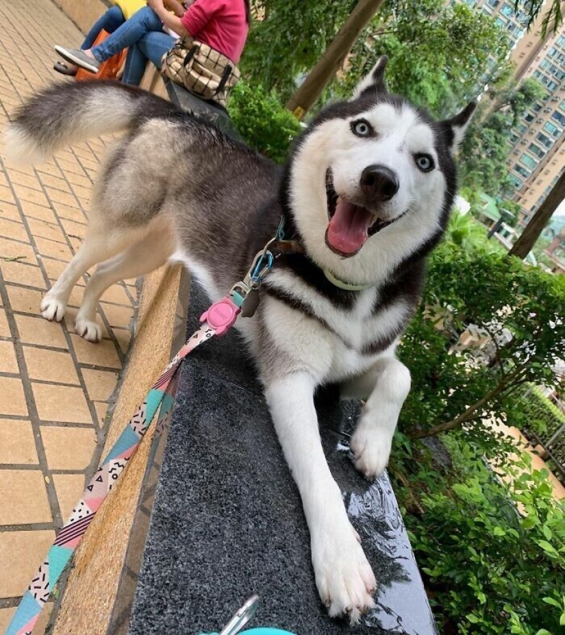 Beautiful husky that will steal your heart and won't return back Beautiful husky that will steal your heart and won't return back