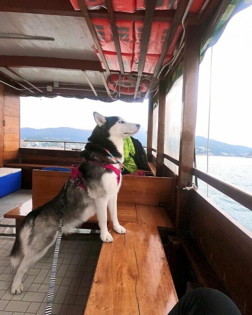 Beautiful husky that will steal your heart and won't return back Beautiful husky that will steal your heart and won't return back