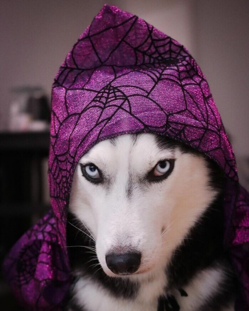 Beautiful husky that will steal your heart and won't return back Beautiful husky that will steal your heart and won't return back