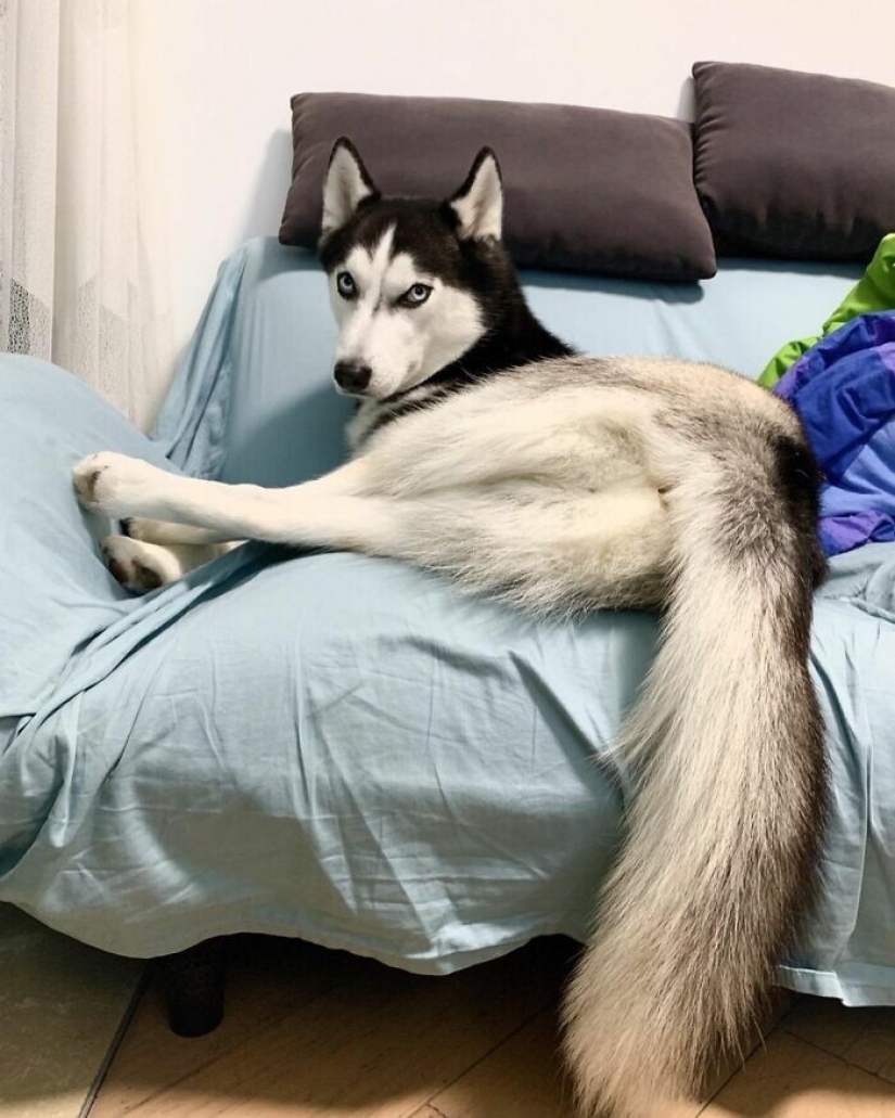 Beautiful husky that will steal your heart and won't return back Beautiful husky that will steal your heart and won't return back