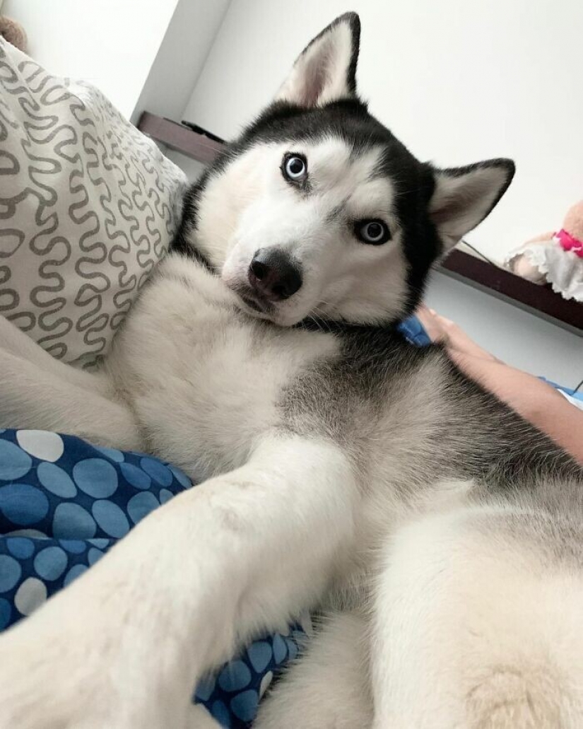 Beautiful husky that will steal your heart and won't return back Beautiful husky that will steal your heart and won't return back