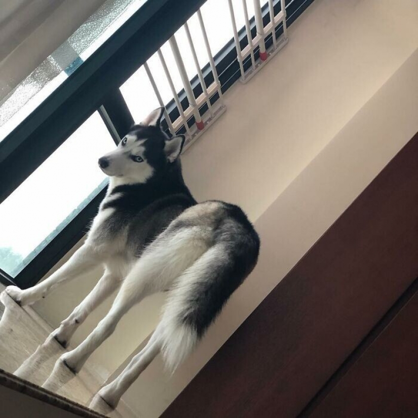 Beautiful husky that will steal your heart and won't return back Beautiful husky that will steal your heart and won't return back