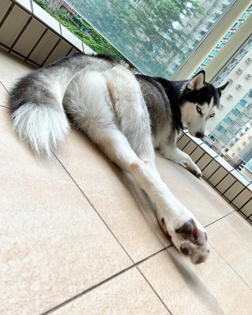 Beautiful husky that will steal your heart and won't return back Beautiful husky that will steal your heart and won't return back