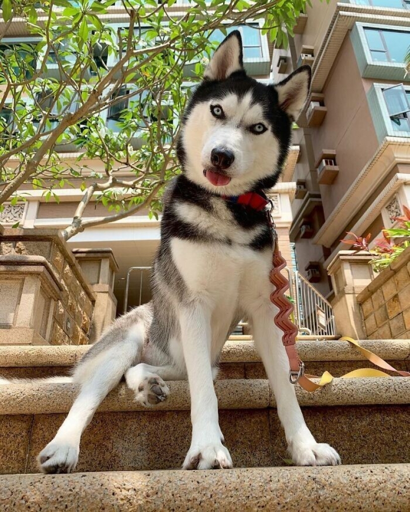Beautiful husky that will steal your heart and won't return back Beautiful husky that will steal your heart and won't return back