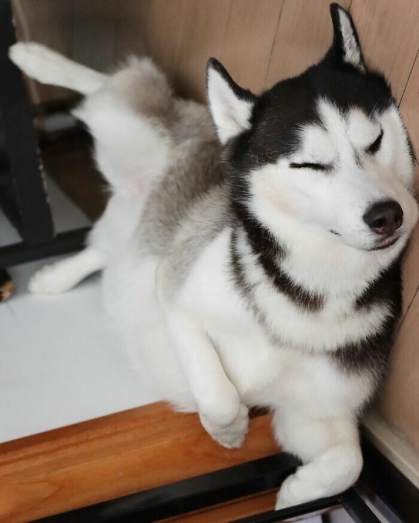 Beautiful husky that will steal your heart and won't return back Beautiful husky that will steal your heart and won't return back