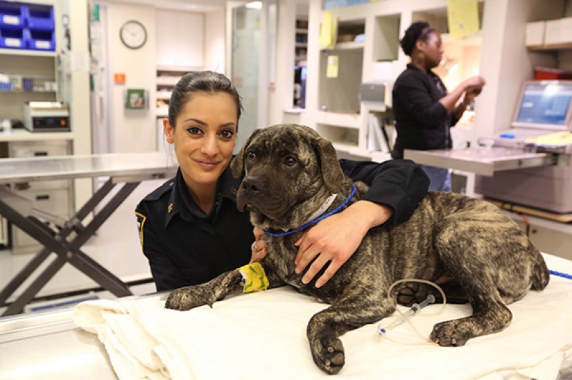 Bellezas en uniforme: la mirada de la mujer de la policía en diferentes países