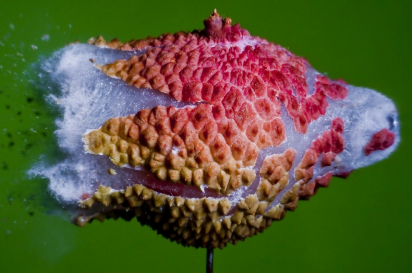 Blow up... the brain!