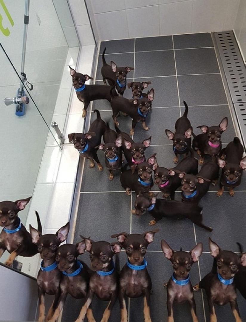 "Bonito perrito... dame dos!": el pequeño Chihuahua Millie clonado ya 49 veces