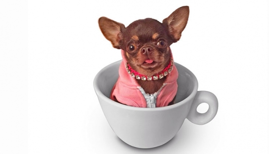 "Bonito perrito... dame dos!": el pequeño Chihuahua Millie clonado ya 49 veces