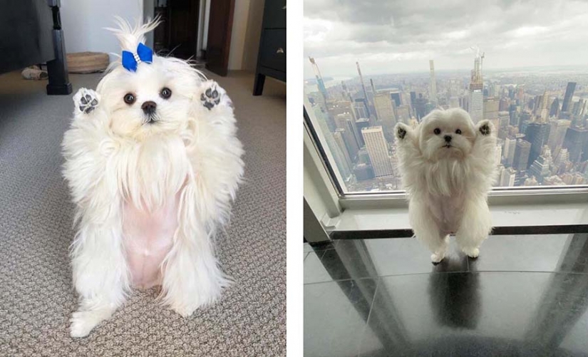 Brecha millimetr: lindo perro Coco que le gusta pararse sobre sus patas traseras Brecha millimetr: lindo perro Coco que le gusta pararse sobre sus patas traseras