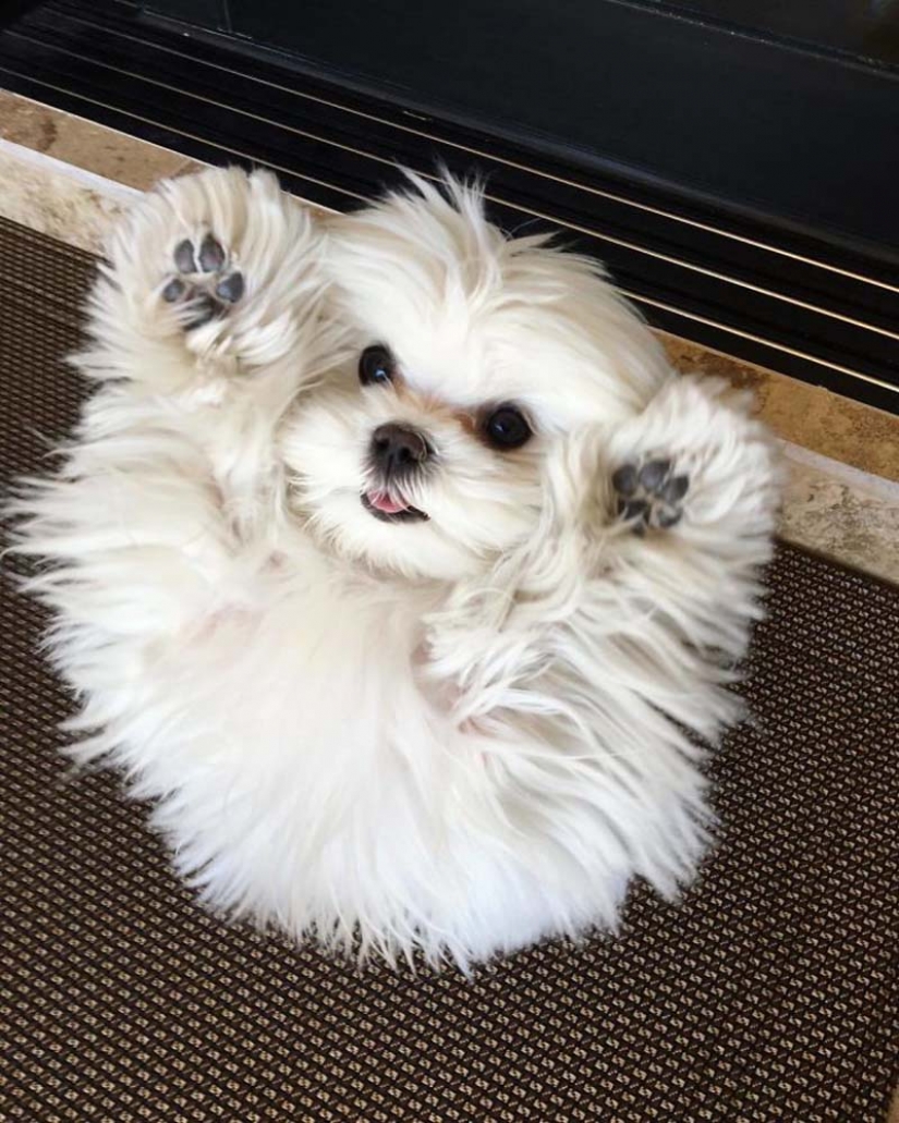 Brecha millimetr: lindo perro Coco que le gusta pararse sobre sus patas traseras Brecha millimetr: lindo perro Coco que le gusta pararse sobre sus patas traseras