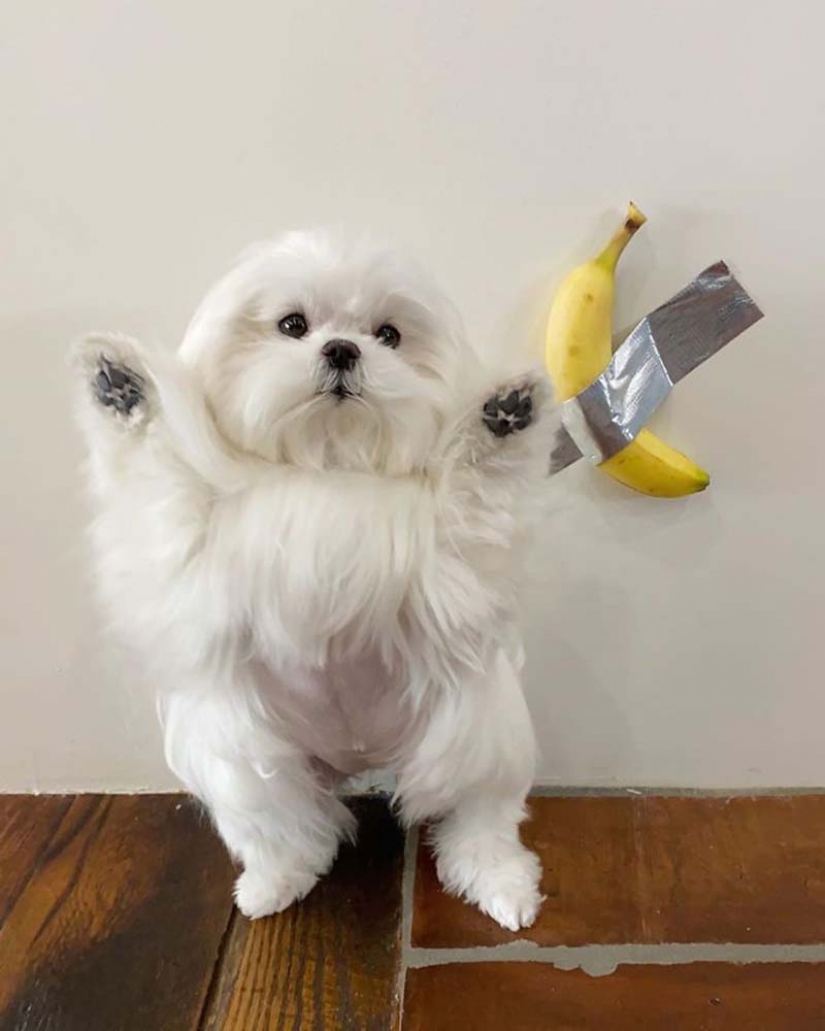 Brecha millimetr: lindo perro Coco que le gusta pararse sobre sus patas traseras Brecha millimetr: lindo perro Coco que le gusta pararse sobre sus patas traseras