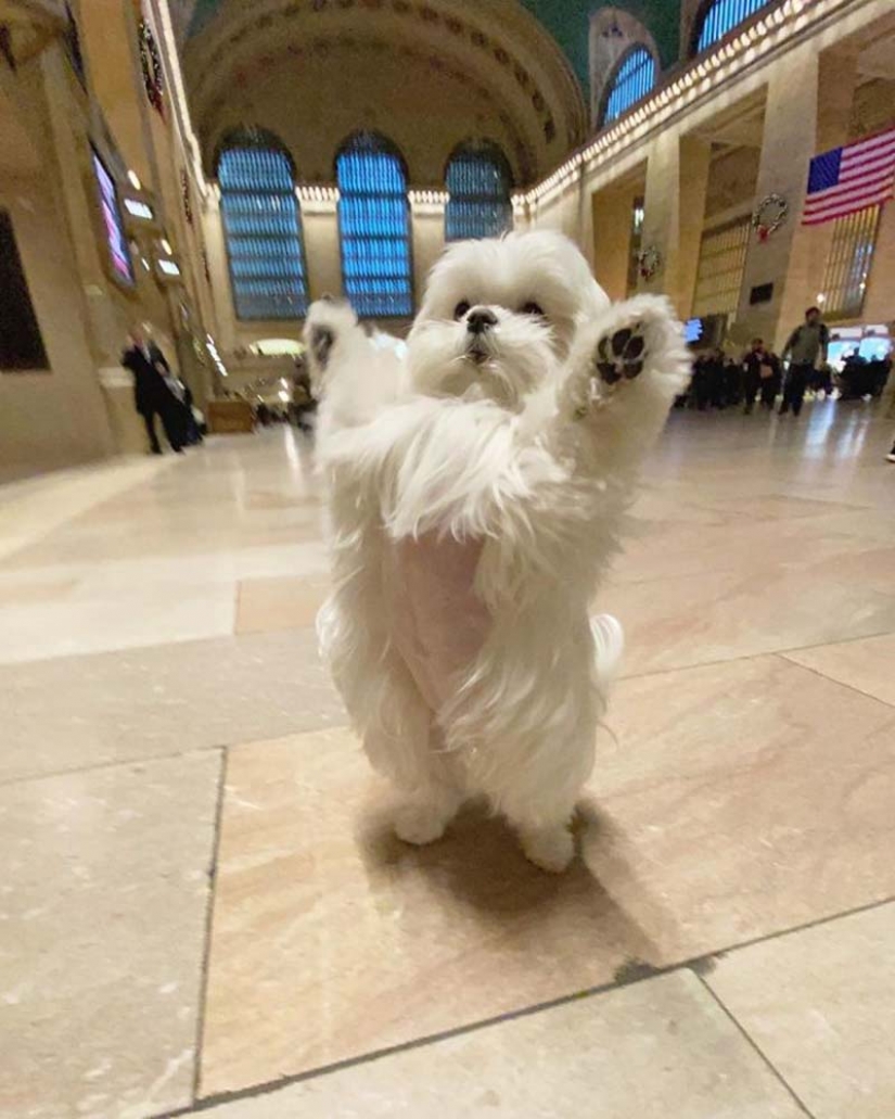 Brecha millimetr: lindo perro Coco que le gusta pararse sobre sus patas traseras Brecha millimetr: lindo perro Coco que le gusta pararse sobre sus patas traseras