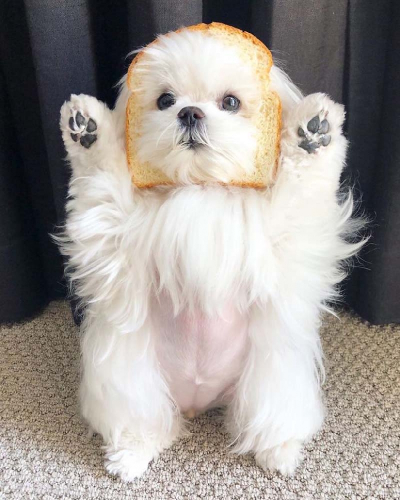 Brecha millimetr: lindo perro Coco que le gusta pararse sobre sus patas traseras Brecha millimetr: lindo perro Coco que le gusta pararse sobre sus patas traseras