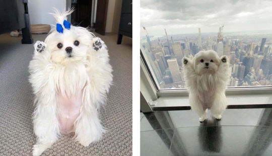 Brecha millimetr: lindo perro Coco que le gusta pararse sobre sus patas traseras Brecha millimetr: lindo perro Coco que le gusta pararse sobre sus patas traseras