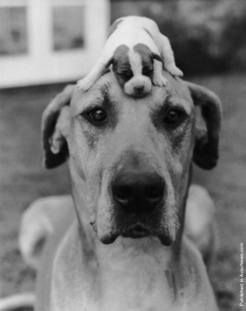 Brilliant pictures of a pioneer of photojournalism Kurt Hutton