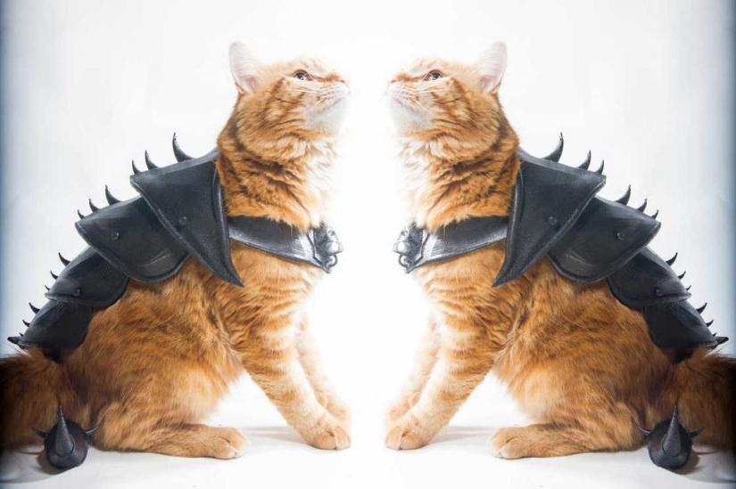 British impreso batalla de armadura para un gato