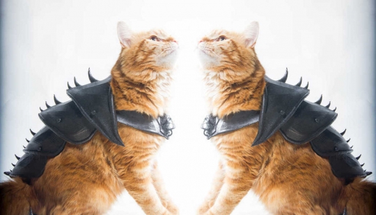 British impreso batalla de armadura para un gato