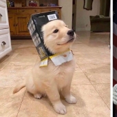 Cachorro tiene el hocico en el cuadro y de inmediato se convirtió en el héroe de photojob