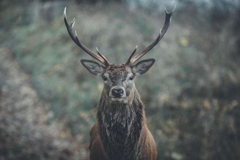 Cada foto es como una pintura: Belga crea expresiva paisajes del Norte de Europa Cada foto es como una pintura: Belga crea expresiva paisajes del Norte de Europa