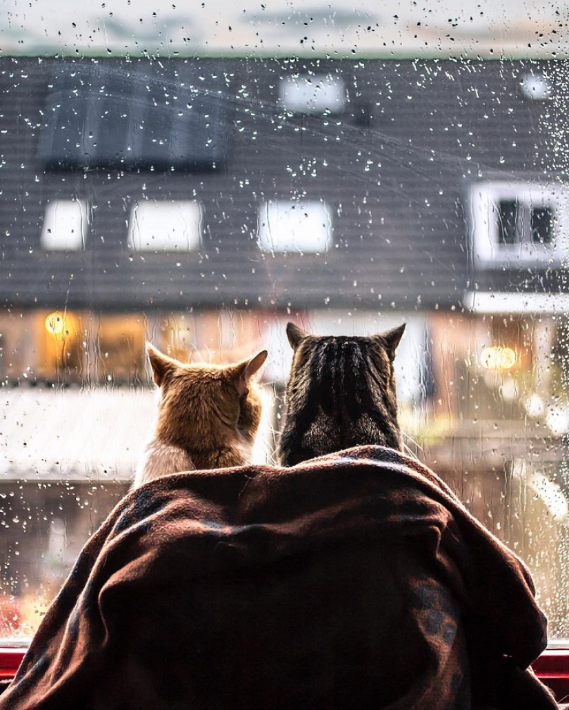 Cats at the window