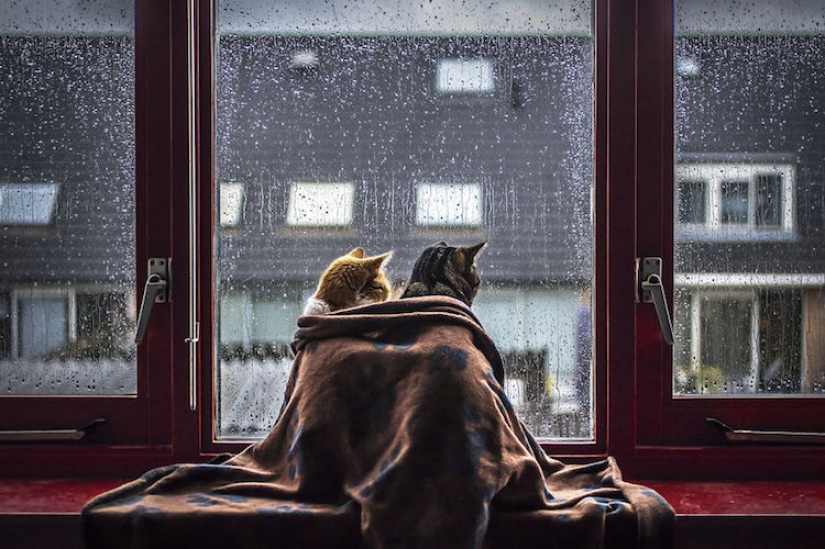Cats at the window