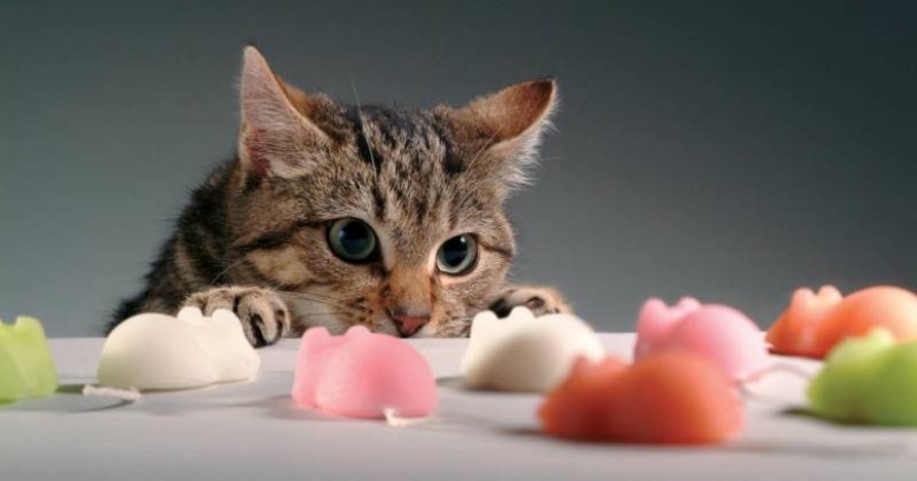 Cats-vegetarians in the UK is outlawed