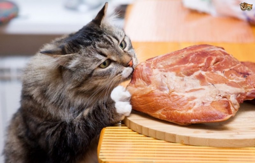 Cats-vegetarians in the UK is outlawed