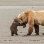 Centerfolds del mundo animal: 13 favoritos del concurso de fotografía de la vida silvestre