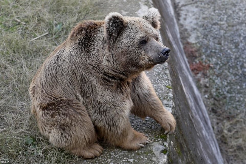 Closed a hell of a zoo, where he lived "the loneliest elephant in the world"