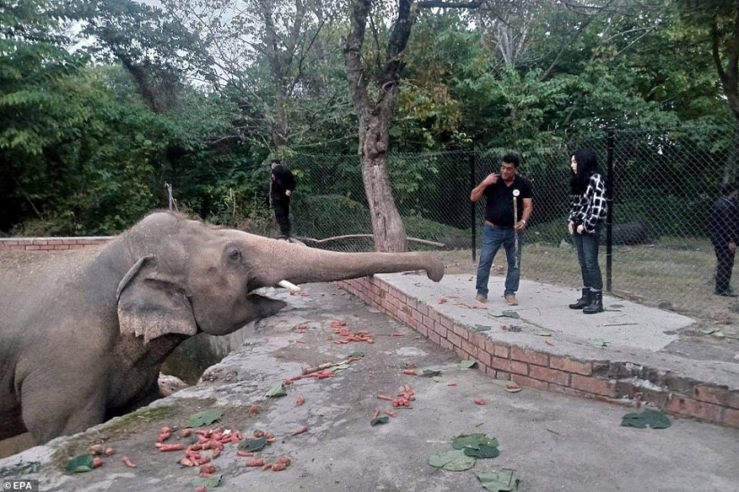 Closed a hell of a zoo, where he lived "the loneliest elephant in the world"