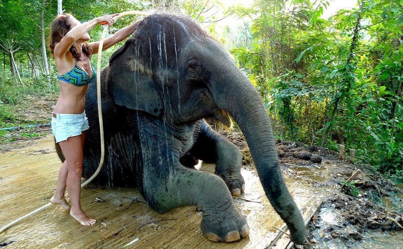 ¿Cómo bañar a un elefante