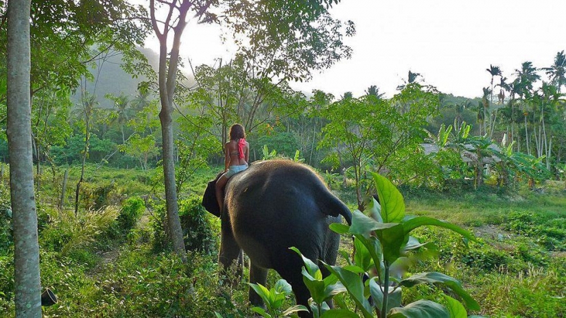 ¿Cómo bañar a un elefante