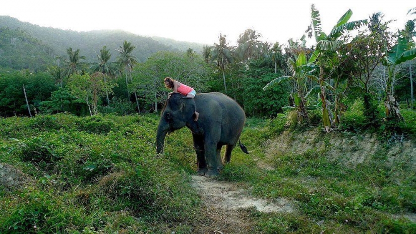 ¿Cómo bañar a un elefante
