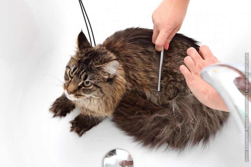 Cómo bañar a un gato y a vivir