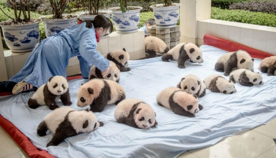 Cómo crecen los pandas en la provincia de Sichuan