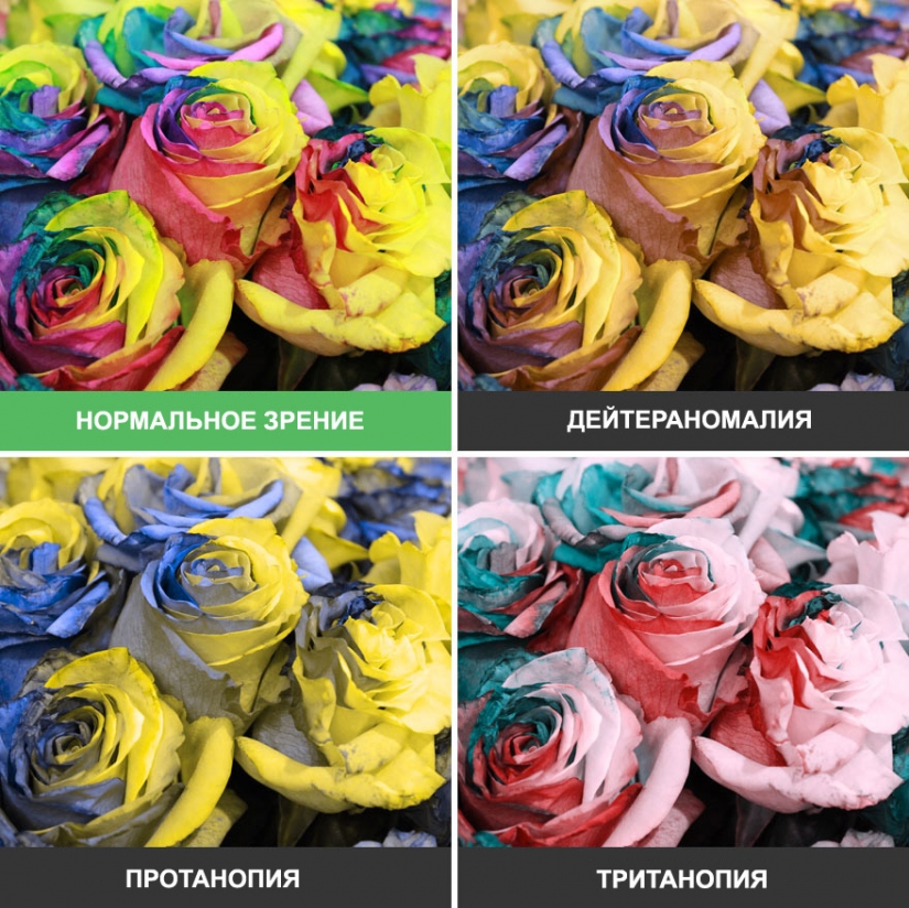 Cómo el mundo se ve a través de los ojos de un daltónico