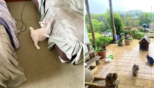 Cómo el primer hotel en el mundo para los amantes del gato