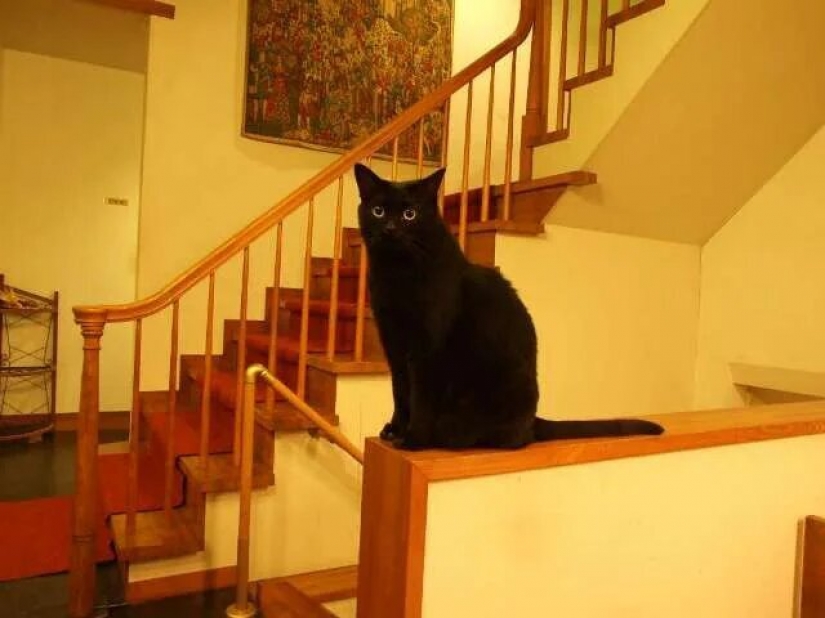 Cómo el primer hotel en el mundo para los amantes del gato