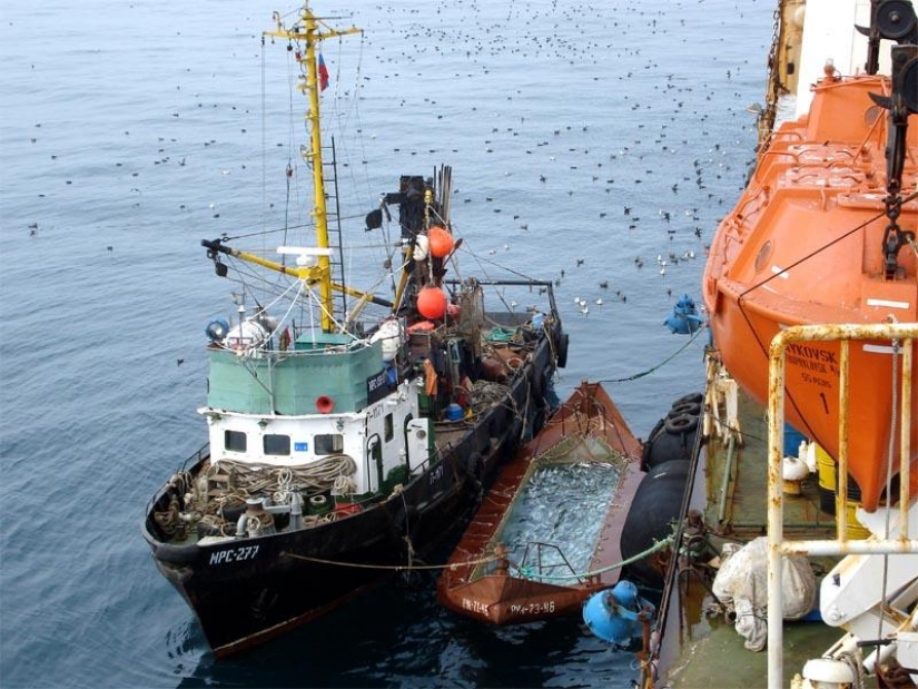 Cómo hacer caviar rojo